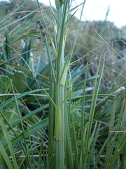 Aciphylla crenulata