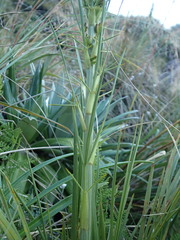 Aciphylla crenulata