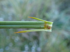 Aciphylla crenulata