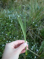 Aciphylla crenulata