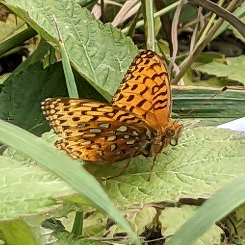 Greater Fritillaries from Lake Emma Township, MN 56470, USA on August