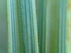 Aciphylla crenulata