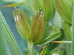 Aciphylla crenulata