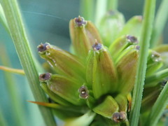 Aciphylla crenulata