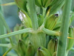 Aciphylla crenulata