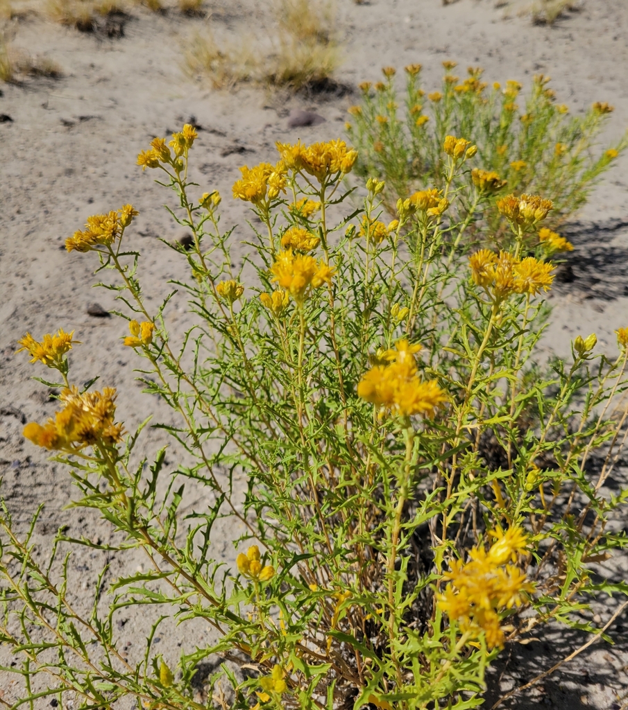 Aztec Goldenbush