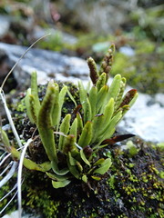 Notogrammitis patagonica