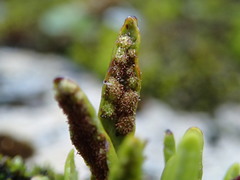 Notogrammitis patagonica