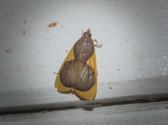 Prooedema inscisalis