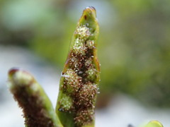 Notogrammitis patagonica