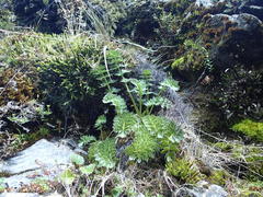 Anisotome pilifera