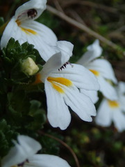 Euphrasia petriei