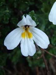 Euphrasia petriei