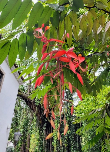 Foto de Pé-de-pavão