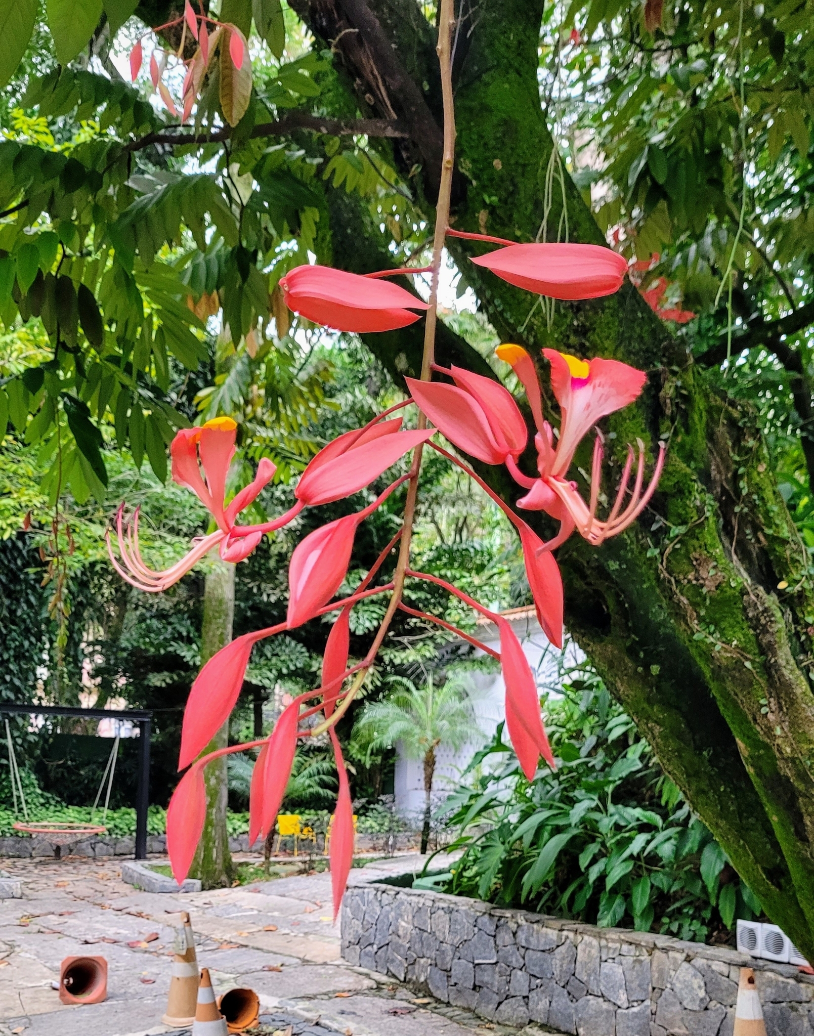 Imagem de Pé-de-pavão