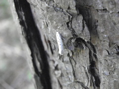 Yponomeuta malinellus
