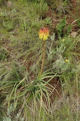 Kniphofia caulescens