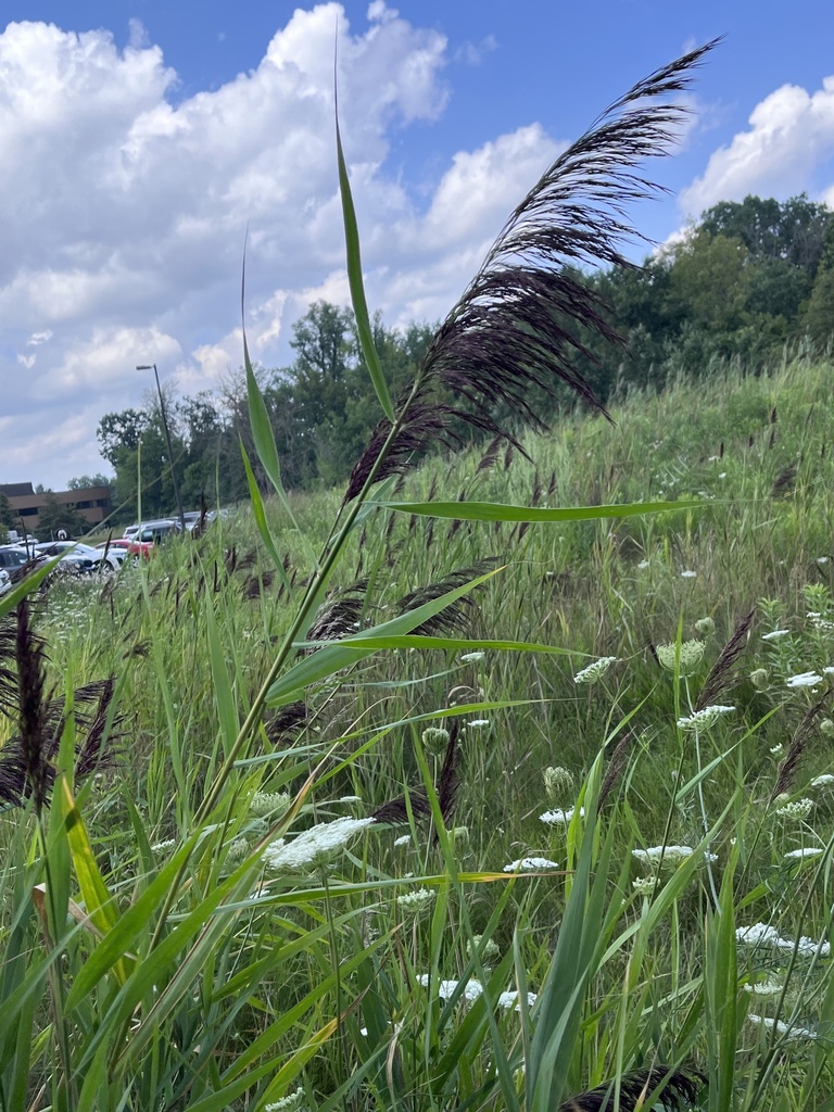 European reed from Beaumont Hospital, Sterling Heights, MI, US on