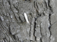 Yponomeuta malinellus