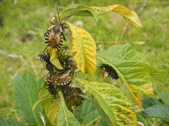 Spartocera alternata