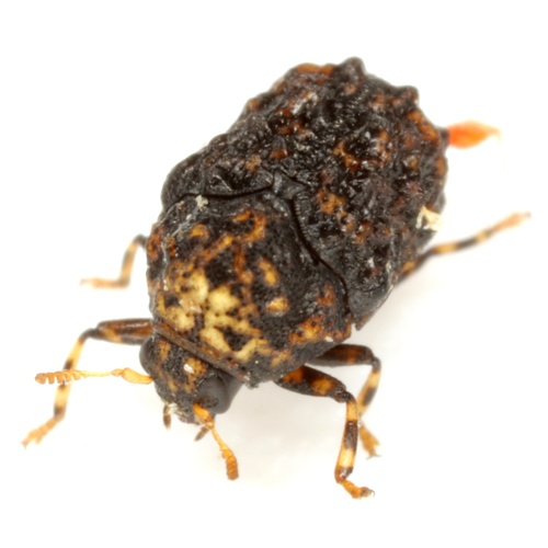 Divided Case-bearing Leaf Beetle