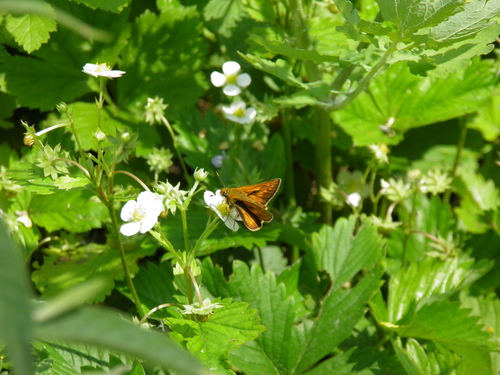 Miškinis Storgalvis