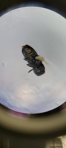 iNaturalist observation photo of Jewel Beetles