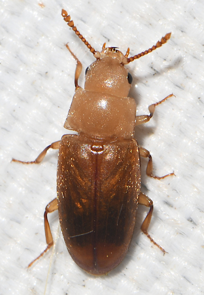 Antherophagus pallens