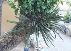 Trichocentrum brachyphyllum