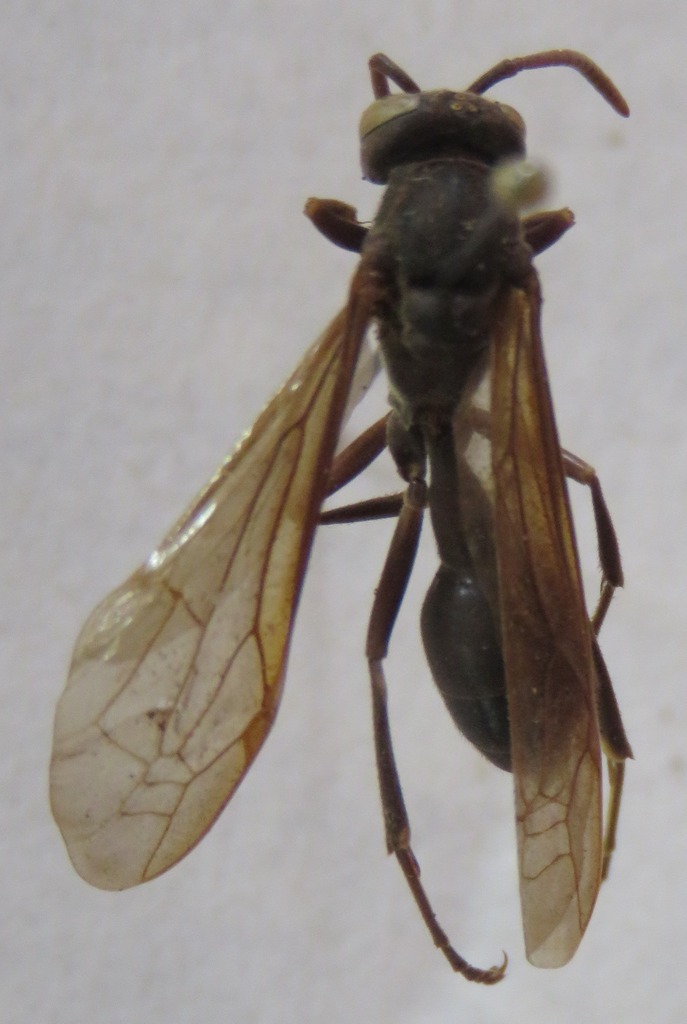 Agelaia panamaensis