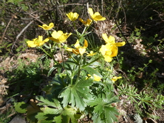 Ranunculus cortusifolius image