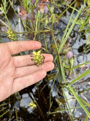 Platanthera clavellata image