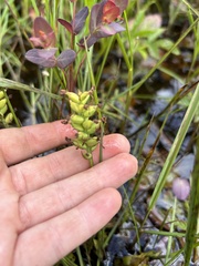Platanthera clavellata image
