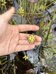 Platanthera clavellata image