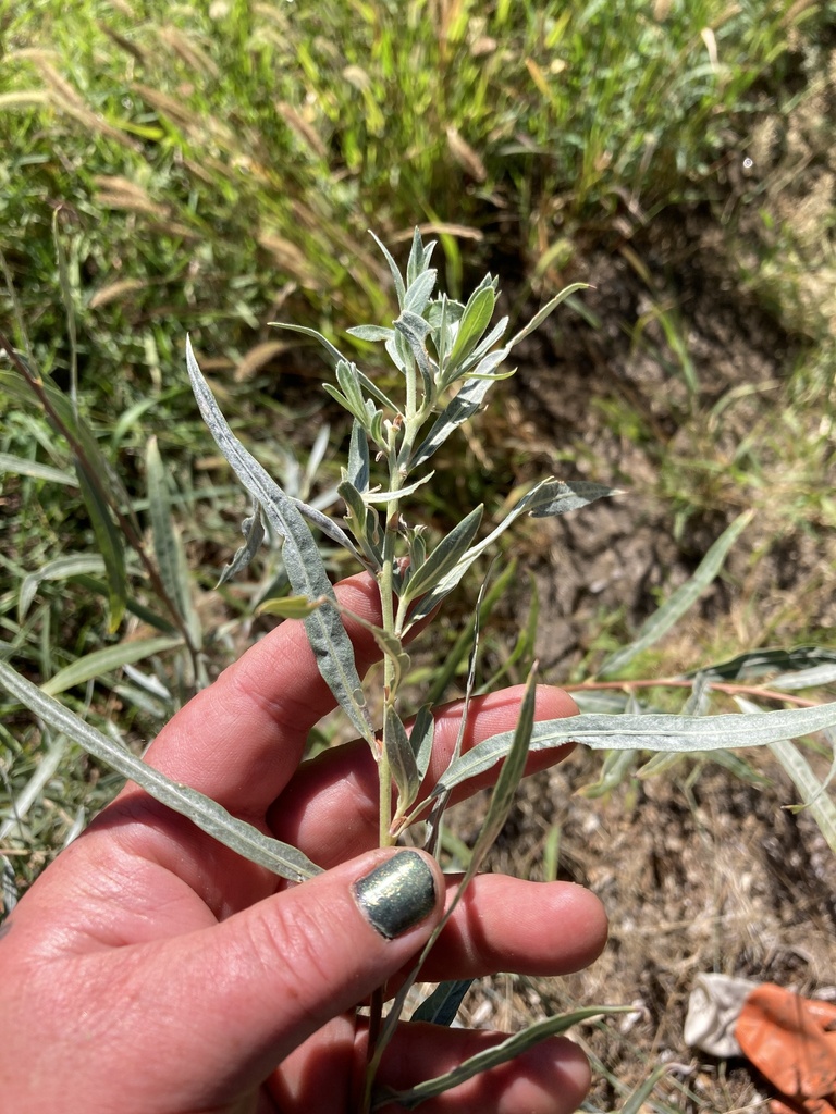 Narrowleaf Willow from Wenatchee, WA, US on August 10, 2023 at 1018 AM