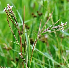 Epilobium glaberrimum