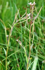 Epilobium glaberrimum