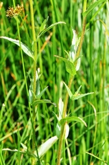 Epilobium glaberrimum