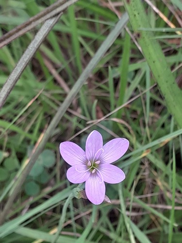 Hesperantha petitiana