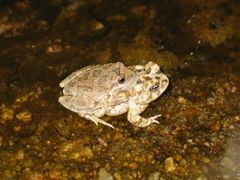 Anaxyrus californicus