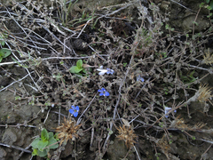 Veronica lilliputiana