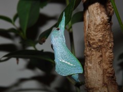 Aenetus eximia