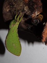 Aenetus eximia