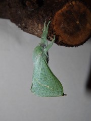 Aenetus eximia