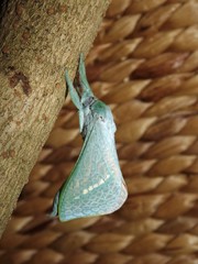 Aenetus eximia