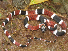 Rhinobothryum bovallii image