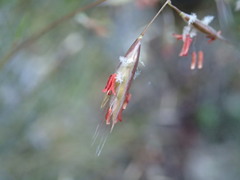 Rytidosperma setifolium