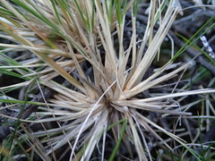 Rytidosperma setifolium