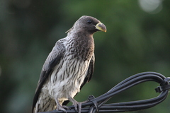 Western Plantain-Eater photo 2