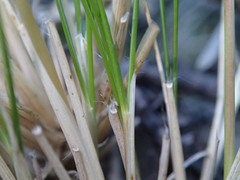 Rytidosperma setifolium
